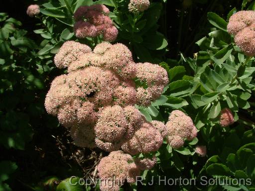 Sedum Autumn Joy 